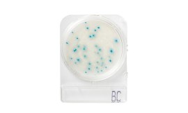 Compact Dry BC - Bacilus Cereus - 100 Testes